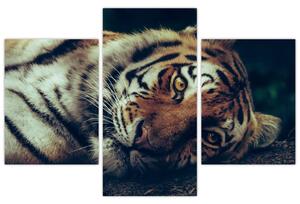 Kép - Szibériai tigris (90x60 cm)