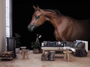 Fotótapéta - Barna ló és a fekete háttér (152,5x104 cm)