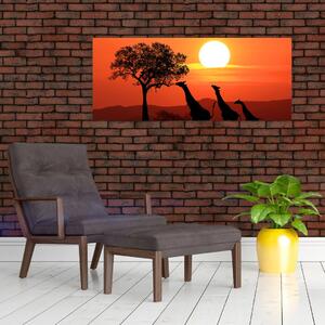 Zsiráfok képe naplementekor (120x50 cm)