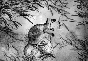 Fotótapéta - Fekete-fehér kenguru (152,5x104 cm)