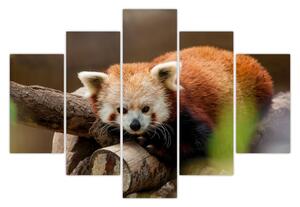 Vörös panda képe (150x105 cm)