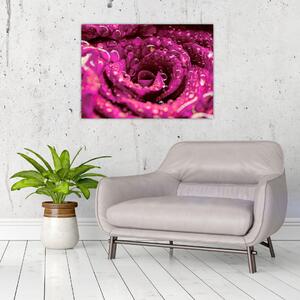 Rózsaszín rózsa virágzata képe (70x50 cm)
