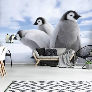 Fotótapéta - Pingvinek (152,5x104 cm)