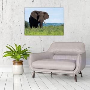 Egy elefánt képe (70x50 cm)