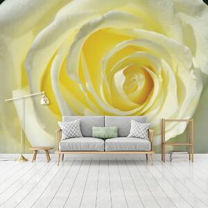 Fotótapéta - Sárgás rózsa (152,5x104 cm)