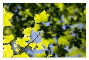 Kép - juhar levelek (90x60 cm)