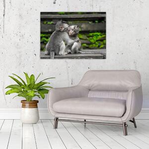 Kép - majmok (70x50 cm)