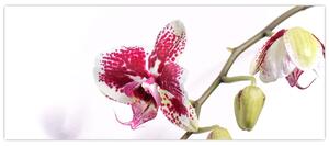 Orchidea virág képe (120x50 cm)