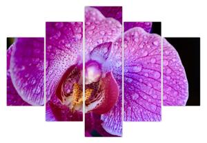 Részletes kép az orchidea virágról (150x105 cm)