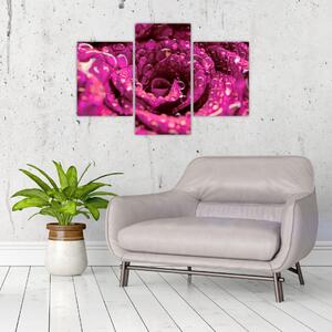 Rózsaszín rózsa virágzata képe (90x60 cm)