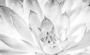 Fotótapéta - Lótusz virág (152,5x104 cm)
