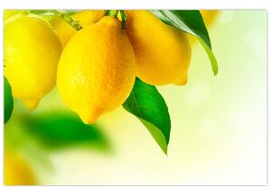 A citrom képe (90x60 cm)