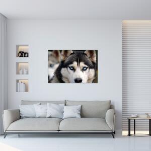 Husky kutya kép (90x60 cm)