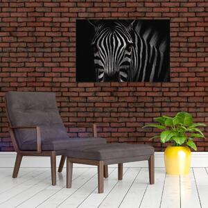Zebra képe (90x60 cm)