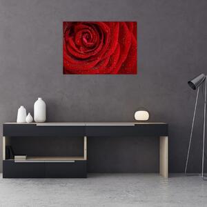 Kép - részlet a rózsáról (70x50 cm)