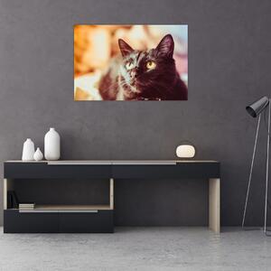 Fekete macska képe (90x60 cm)
