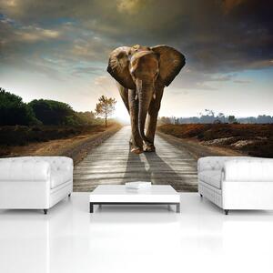 Fotótapéta - Elefánt (152,5x104 cm)