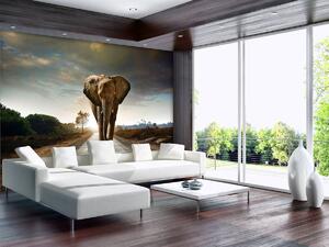 Fotótapéta - Elefánt (152,5x104 cm)