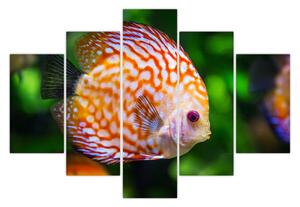 Egy hal képe (150x105 cm)