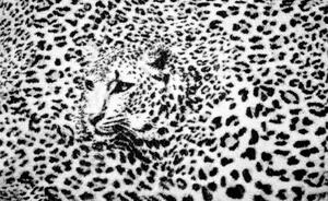 Fotótapéta - Fekete-fehér - gepárd (152,5x104 cm)