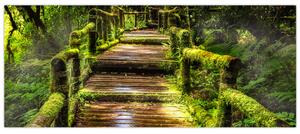 Lépcső az esőerdőben képe (120x50 cm)