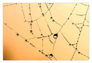 Egy harmatos pókháló képe (90x60 cm)
