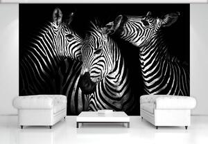 Fotótapéta - Zebra (152,5x104 cm)