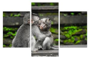 Kép - majmok (90x60 cm)