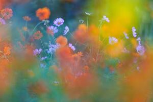 Fotográfia The Colorful Garden, Junko Torikai, (40 x 26.7 cm)