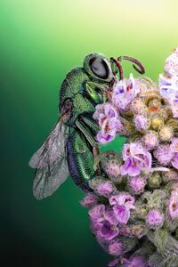 Fotográfia Cuckoo wasp, Sherif Abdallah, (26.7 x 40 cm)