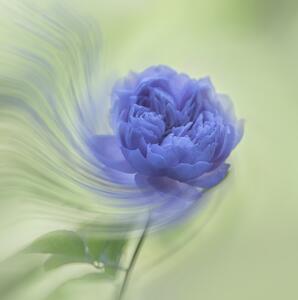 Fotográfia Blue rose, Judy Tseng, (40 x 40 cm)