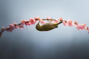 Fotográfia Spring is coming, Vu van quan, (40 x 26.7 cm)