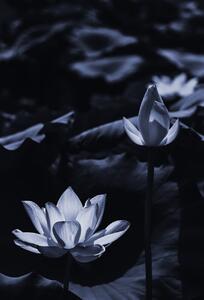 Fotográfia Midsummer lotus, Sunao Isotani, (26.7 x 40 cm)
