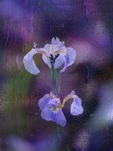 Fotográfia Iris in rain, YoungIl Kim, (30 x 40 cm)