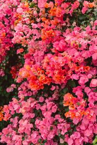 Fotográfia California Blooms, Bethany Young, (26.7 x 40 cm)