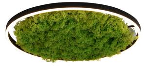 Paul Neuhaus modern skandináv mennyezeti lámpa green ritus zöld pln15392-66