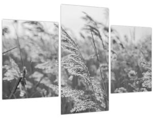 Kép - Fű a szélben (90x60 cm)