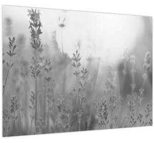 Kép - Levendula (70x50 cm)