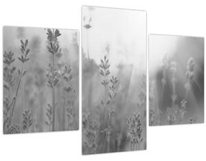 Kép - Levendula (90x60 cm)