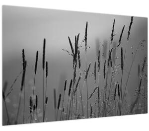 Kép - Fűszálak (90x60 cm)