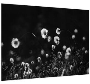 Kép - Gyapotfűvel borított rét N⁰1 (70x50 cm)