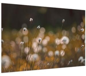Kép - Gyapotfűvel borított rét N⁰2 (90x60 cm)