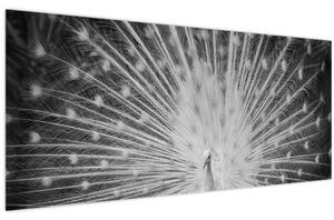 Kép - Fehér páva (120x50 cm)