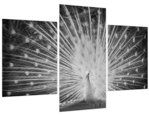 Kép - Fehér páva (90x60 cm)