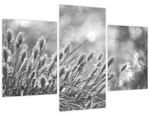 Kép - Bézs színű puha fű N⁰1 (90x60 cm)