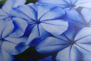 Kép csodás kék virág