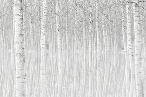 Fotográfia Trees, Aglioni Simone