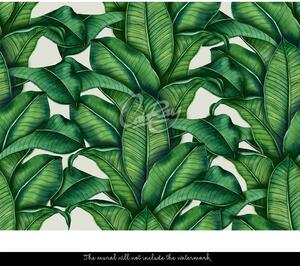Fotótapéta Trópusi levelek mászása Öntapadós 250x250cm