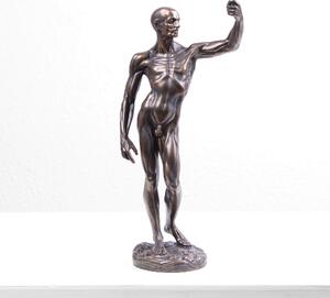 Anatómiai Tanulmány (Hideg öntvény bronz szobor)