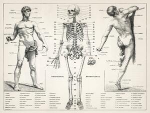 Illusztráció Antique Illustration of the Human Body & Skeleton (Biology), (40 x 30 cm)